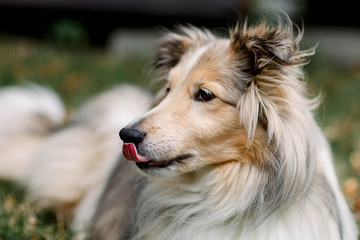 border collie dog