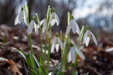 Przebiśniegi leśne po wschodzie słońca