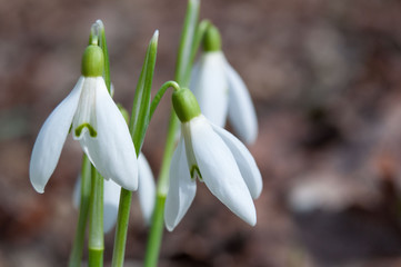 Leśne przebiśniegi makro © Meija