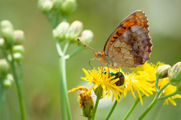 Kolorowy motyl pijący nektar na żółtych kwiatkach © Meija
