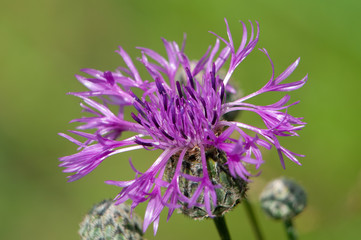 Fioletowy duży chaber makro na zielonej łące