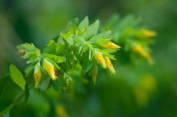 Żółto kwitnący ośmiał mniejszy na zielonym tle 