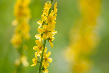 Żółte kwiaty rzepiku pospolitego na letniej słonecznej łące 