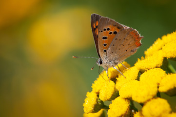 Fototapeta na wymiar Motyl pomarańczowy na żółtych kwiatach na kolorowym ciepłym tle