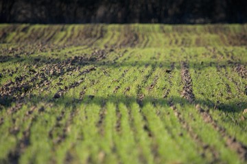Kiełkujące zboże jare na polu © Meija