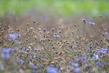 Mn&oacute;stwo przekwitających chabr&oacute;w na rozmytym zielonym tle 