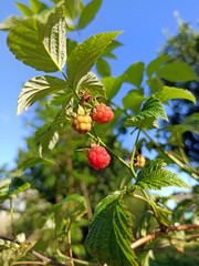 photo of raspberry bush with berries and leaves in summer