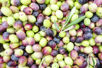 Raw olives 