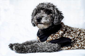 dog lying down and looking to the left