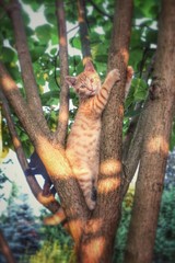 squirrel in tree