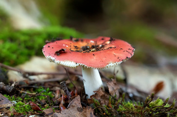 Macro shot of edible mushroom. Russula paludosa.