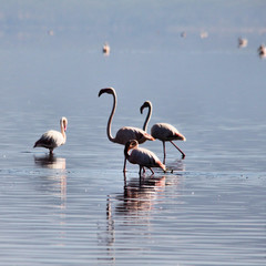 A view of a Flamingo