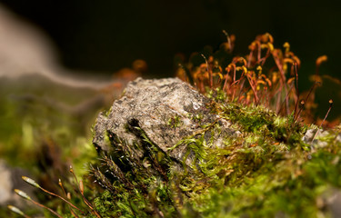 Macro shot of moss sprouts in the forest.