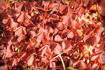 Natural background of red leaves of plants growing in the garden under natural light