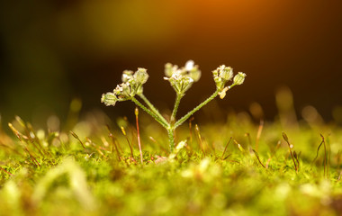 Macro shot of moss in the forest.