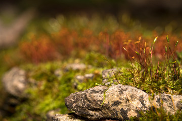 Macro shot of moss sprouts in the forest.