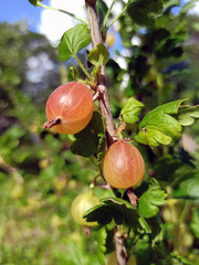 photo of gooseberry bush with berries