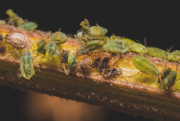 Macro shot of green Aphids on the stem. Aphidoidea.