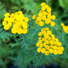 Bright yellow tansy inflorescences against the background
