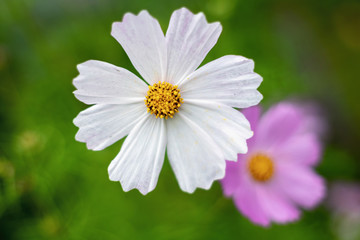 Fototapeta premium White cosmea flower on a blurred background.