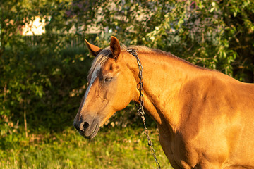 Fototapeta premium Brown horse headshot on a background of green leaves in summer farm