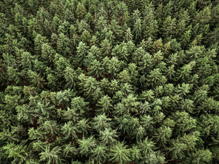 Drone shot of forest in Augsburg, Germany