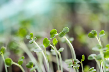 Young Rucola plants, Young rockets, Rucola sprouts, Spring Seedlings. Healthy Vegetable.