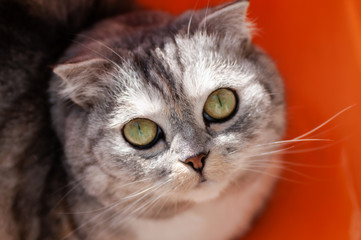 Fluffy gray beautiful adult cat, breed scottish-fold, close portrait.