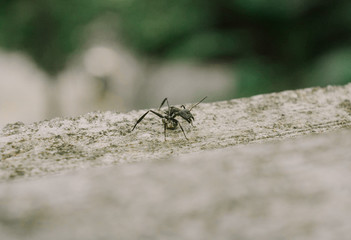 ant on a leaf