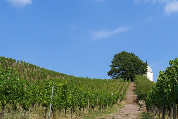 Obraz premium The Wackerbarth vineyard and the viewpoint Jacobstein in Radebeul near Dresden