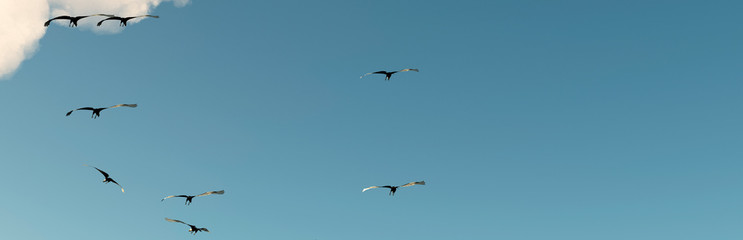 Fototapeta premium Eagle flying in the clouds at dawn