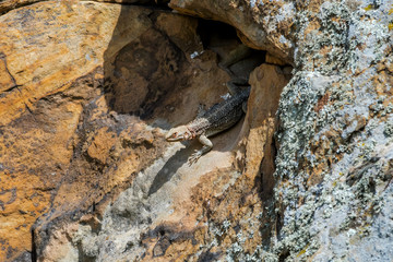 Caucasian Agama (Laudakia caucasia) in the foothills, Caucasus, Republic of Dagestan, Russia