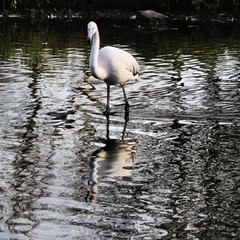 A view of a Flamingo