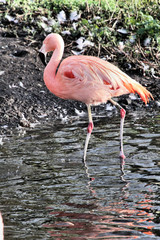 A view of a Flamingo