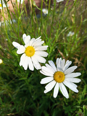 photograph of daisy flowers in raindrops on a summer day