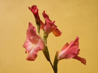Beautiful pink gladiola on beige background. Minimal floral concept, simple modern, isolated flower