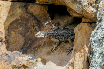 Caucasian Agama (Laudakia caucasia) in the foothills, Caucasus, Republic of Dagestan, Russia