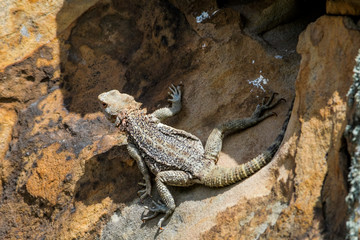 Caucasian Agama (Laudakia caucasia) in the foothills, Caucasus, Republic of Dagestan, Russia