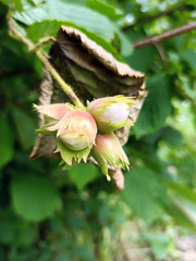 photo of hazelnuts on a branch in the summer