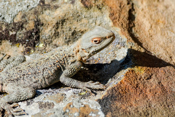 Caucasian Agama (Laudakia caucasia) in the foothills, Caucasus, Republic of Dagestan, Russia