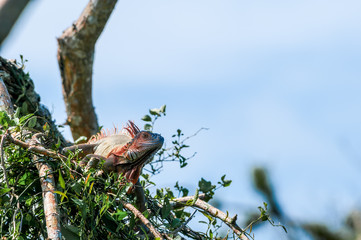 Green Iguana (Iguana iguana) in tropical forest of Papaturro River area, Nicaragua