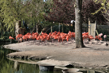 Obraz premium flamingos in the lake