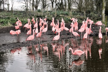 Obraz premium flock of flamingos