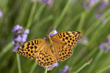 Weiblicher Kaisermantel auf einem Lavendel