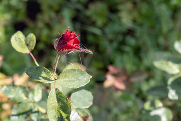 Bud of a red rose in a spider web in the garden on a background of greenery