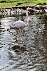pink flamingo in the water