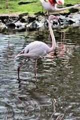 flamingo in the water