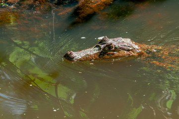Spectacled Caiman (Caiman crocodilus) in tropical forest of Papaturro River area, Nicaragua