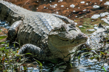 Spectacled Caiman (Caiman crocodilus) in tropical forest of Papaturro River area, Nicaragua