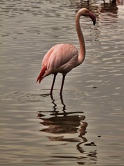 Fototapeta na wymiar A close up of a Flamingo